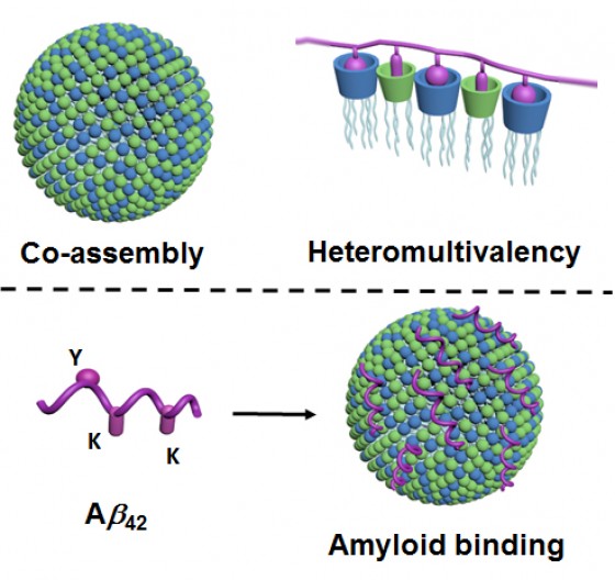 Figure top: Through co-assembly, two lipid-type components form nano-particles in water which have a very large number of different contact points (shown in blue and green; left). As a result of many different points of contact interacting simultaneously with the protein (shown in violet), a particularly high degree of selectivity occurs (“heteromultivalency”, right). Figure bottom: Via their contact points (green and blue), the nanoparticles bind the amyloids – here, specifically, amyloid-beta 42 (violet), and thus prevent their aggregation. Binding takes place via the corresponding contact points on the amyloid (“Y” and “K”; left).<address>© WWU - Bart Jan Ravoo</address>