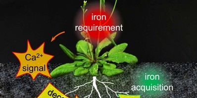 Plants adapt the iron acquisition in their roots to their current requirements. Iron deficiency triggers calcium signals. This information is passed on, activating the effector protein FIT.<address>© HHU / Tzvetina Brumbarova</address>