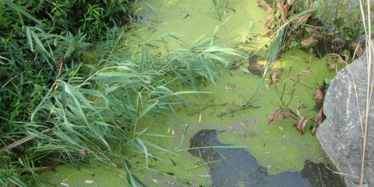 Researchers took samples of duckweed from 68 waterbodies worldwide.<address>© Klaus J. Appenroth</address>