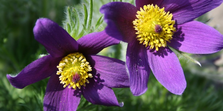 Kuhschelle im Botanischen Garten<address>&copy; WWU - Botanischer Garten</address>