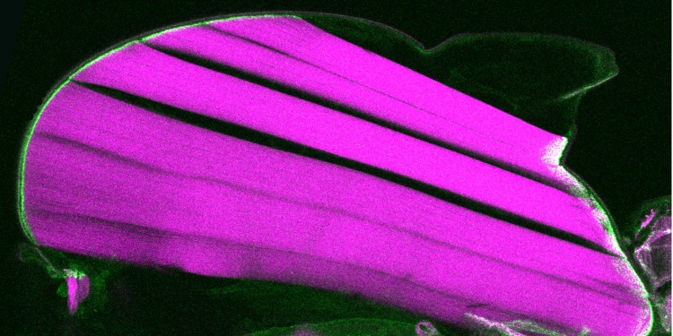 Lengthwise cut through the thorax of a fruit fly having an inserted force sensor in the talin protein. The force sensor on the muscle-tendon connections is green and the flight muscles are magenta.<address>© S. Lemke et al.</address>