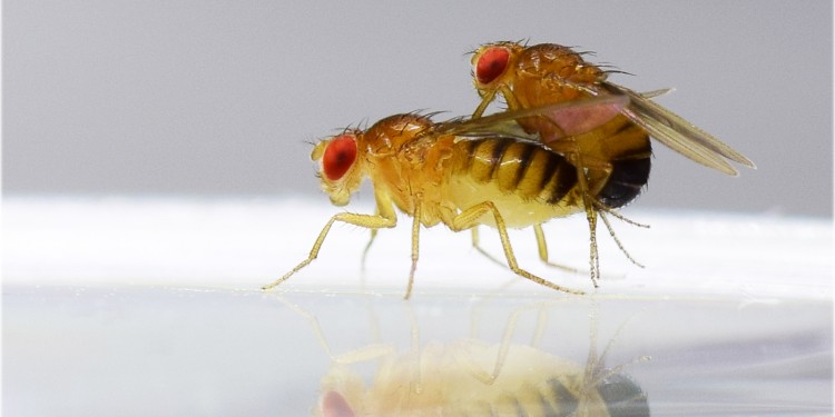 Fruit flies of the species drosophila melanogaster during mating<address>© Mareike Koppik</address>