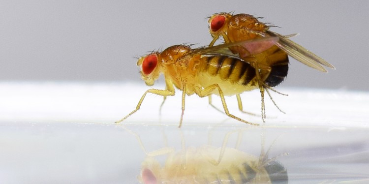 Fruchtfliegen der Art Drosophila melanogaster bei der Paarung<address>© Mareike Koppik</address>
