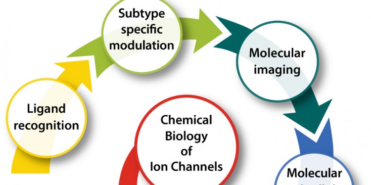 The research areas of the Research Training Group include molecular imaging and cell physiology.<address>© WWU - Chembion</address>