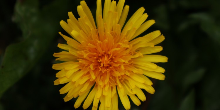 Dandelion (Taraxanum)<address>© Wendy Morris/ Unsplash</address>