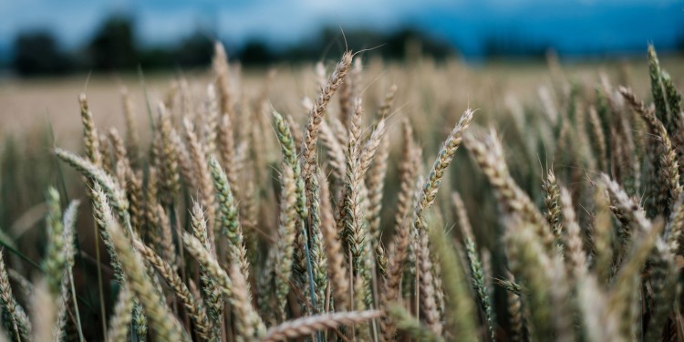 Modern genome editing methods could, for example, help to reduce chemicals to fight fungal infections during wheat cultivation.<address>© Jonas Zürcher - Unsplash</address>