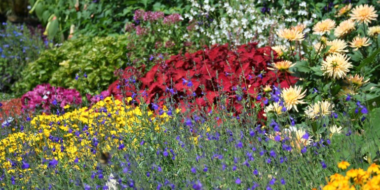 Ein Beet im Botanischen Garten<address>&copy; WWU - Botanischer Garten</address>