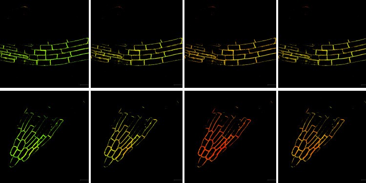 Mikroskopiebilder (FRET-Verfahren) zeigen drei verschiedene Regionen einer Wurzel und jeweils die Phosphatidylsäure unter Salzstress im zeitlichen Verlauf (von links nach rechts). Veränderungen werden anhand unterschiedlicher Farben sichtbar.<address>© W. Li et al./ Nature Plants</address>