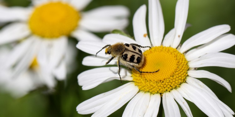 Neben Bienen sind auch andere Insektenarten wie der Pinselkäfer gefährdet.<address>© Christoph Scherber</address>