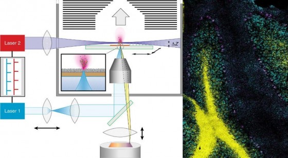 Left: how the t-MALDI-2-MS imaging method works. Right: an example, in which the complex structure of a mouse’s cerebellum is shown by means of the superimposition of three ion signals.<address>&copy; Nature Research/Marcel Niehaus</address>