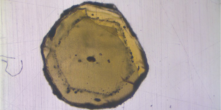 Das Mineral Olivin enthält nur wenige Mikrometer große Schmelzeinschlüsse (schwarze Punkte). Die Geochemiker isolierten diese und untersuchten die isotopische Zusammensetzung mithilfe der Massenspektrometrie.<address>© WWU - Felix Genske</address>