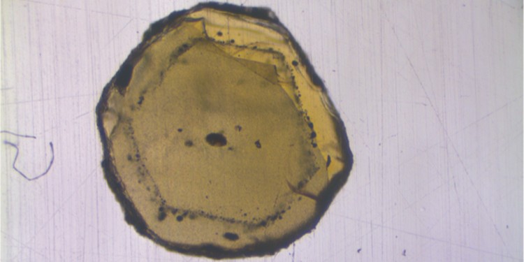 The mineral olivine contains melt inclusions (black dots), just a few micrometers in size. The geochemists isolated these inclusions and investigated the isotopic composition with mass spectrometers.<address>© WWU - Felix Genske</address>