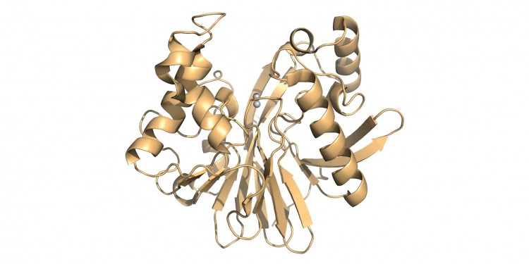 Model of the enzyme that the researchers investigated in their study. The two grey spheres represent the active centre that binds to the pesticide to cleave it.<address>© G. Yang et al/Nat Chem Biol</address>