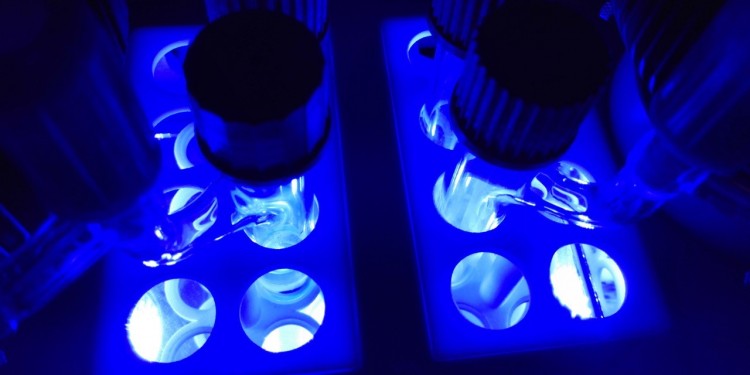 Bei der neuen Methode zur Synthese von Isochinuclidinen überträgt ein Photokatalysator Lichtenergie von blauen LEDs auf ein Substrat.<address>© Jiajia Ma</address>