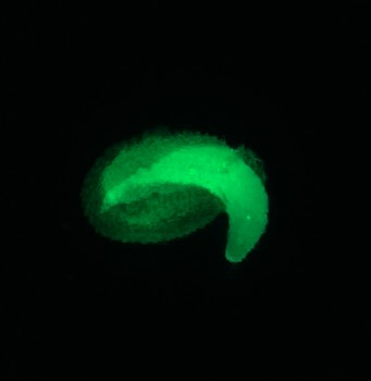 Samenkeimung unter dem Fluoreszenzmikroskop<address>© Bettina Richter</address>