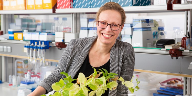 Associate professor Dr. Susann Wicke with her test objects: tobacco plants which have been afflicted and damaged by broomrape.<address>&copy; WWU - Peter Leßmann</address>
