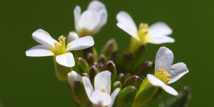 Blüte einer Arabidopsis thaliana<address>© lehic / Adobe Stock</address>