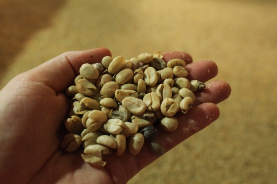 Getrockneter grüner Kaffee bevor er verschifft wird.<address>© Dr. Janina Grabs</address>