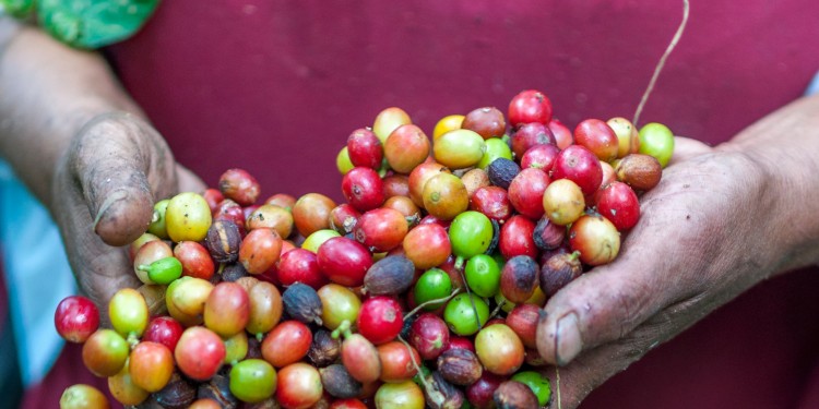 Fair prices for coffee beans could alleviate poverty for many people – but unfortunately things are very different in reality.<address>© Rodrigo Flores/Unsplash</address>
