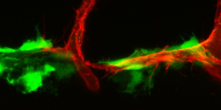 Developing lymph vessels in zebrafish: cells of the connective tissue (fibroblasts, green) express the protein VEGF-C and influence the migration of lymphatic endothelial cells (red).<address>© Andreas van Impel</address>