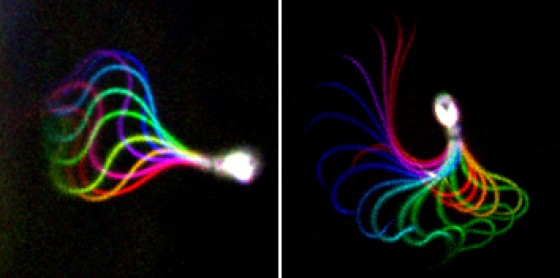 Flagellar beat pattern in sperm: normal (left) and altered due to a genetic mutation (right).<address>© AG Strünker</address>