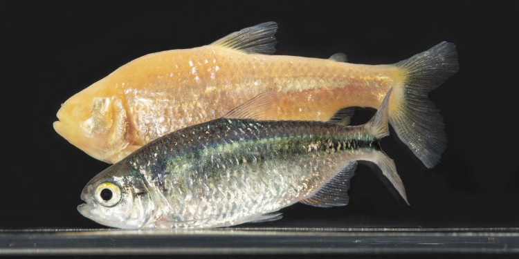 Die untersuchten Pachón-Höhlenfische (hinten) und ihre Verwandten, die Oberflächenfische aus dem Fluss Río Choy in Mexiko.<address>© Stowers Institute for Medical Research</address>