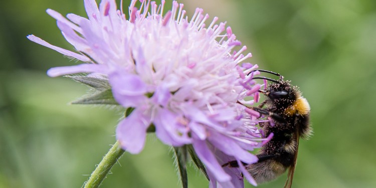 Eine mit Pollenkörnern bedeckte Hummel kostet von einer Acker-Witwenblume.<address>© WWU - Peter Leßmann</address>