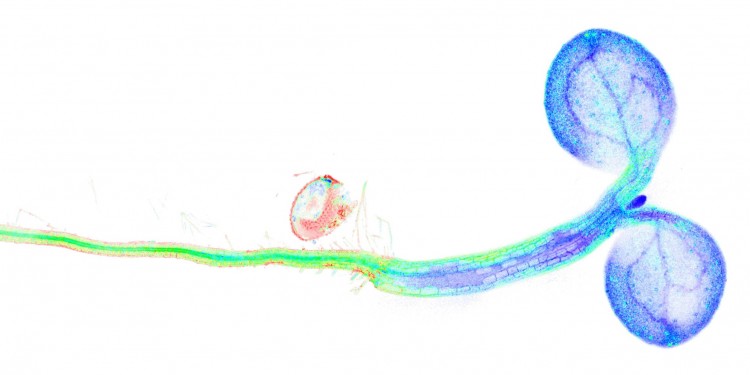Young thale cress seedling (Arabidopsis thaliana) with the fluorescent biosensor in its cells. The false colour image shows the redox status of the NAD pool in the cells and tissue. Rainbow scale from blue (oxidized NAD pool) to red (reduced NAD pool).<address>© Plant Energy Biology Lab/Janina Steinbeck</address>
