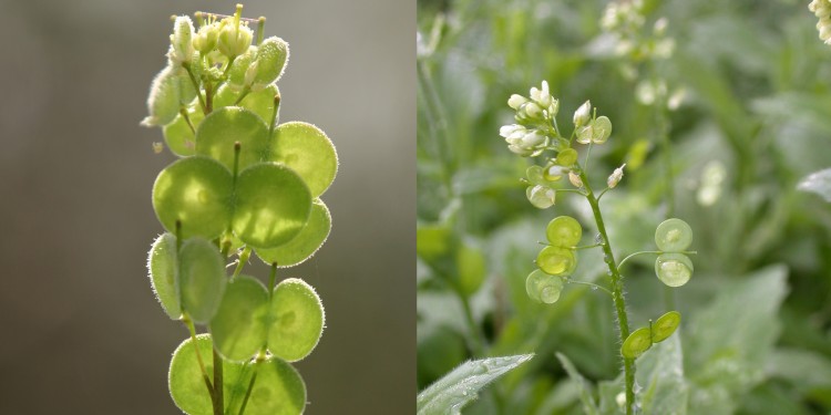 The focal plant species (Biscutella didyma)<address>© Martina Petru</address>