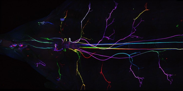 View of a Drosophila larva (with the head turned to the left). The surrounding glial cells in the peripheral nervous system have been depicted in individual colours by using a genetic trick. To this end, a random combination of a certain set of fluorescent proteins is induced in the surrounding glial cells by means of a systematic expression of a recombinase so that each cell expresses its own colour code and, as a result, becomes visible under the microscope.<address>© Klämbt Lab</address>