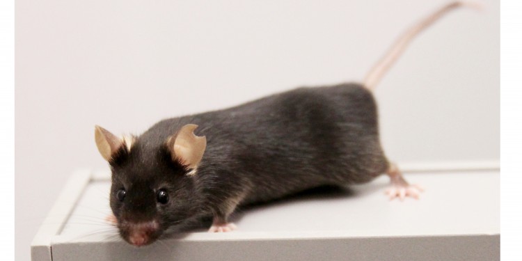 Die Verhaltensbiologen testeten ihren neu entwickelten Versuchsaufbau an Mäusen.<address>© WWU - Abteilung für Verhaltensbiologie</address>