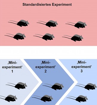 Durch kleinere, unabhängige Experimente verbessert sich die Reproduzierbarkeit und Aussagekraft von Tierstudien.<address>© WWU - Abteilung für Verhaltensbiologie</address>