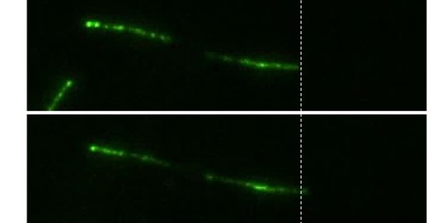 Using TIRF microscopy, Flagella-mediated adhesion can be visualized and analysed.<address>© Lara Hoepfner</address>