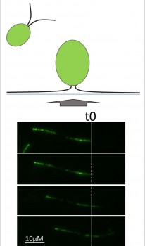 Flagella-mediated adhesion and gliding by Chlamydomonas reinhardtii (green alga) on a solid surface (top). Using TIRF microscopy, these dynamics can be visualized and analysed (bottom).<address>© Lara Hoepfner</address>