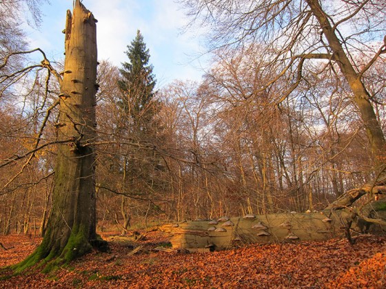 In einer Buchenwald-Naturwaldzelle im Arnsberger Wald, ist nach über 50 Jahren Nutzungsverzicht bereits viel Totholz zu finden. Totholz speichert Kohlenstoff und ist Lebensraum für zahlreiche seltene Pilze und Käfer.<address>© Ute Hamer</address>