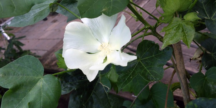 Cotton as a fibre plant for clothing: In the workshop programme “Very attractive – what fibre plants can do!”, organized by the Münster University Botanical Garden, children of primary school age learn what biodiversity and sustainability mean.<address>© WWU - Botanical Garden</address>