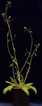 Arabidopsis is an inconspicuous but particularly important plant for plant research.<address>© WWU - AG Kudla</address>