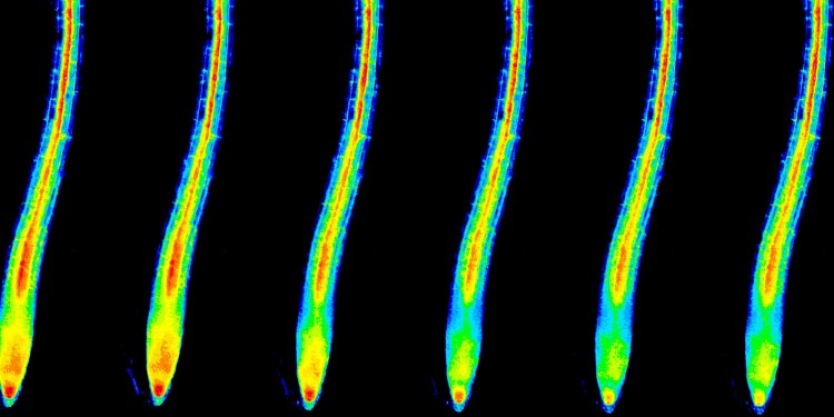 Potassium concentration in root cells (cytosol) immediately after the onset of potassium deficiency (time series, from left). Representation in false colors; red (highest concentration) &gt; yellow &gt; green &gt; blue.<address>© WWU - AG Kudla</address>