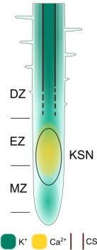Schematische Darstellung der Kalium- und Kalziumkonzentration in den Zellen der Wurzelspitze bei Kaliummangel. Die Kaliumkonzentration (K+) fällt bei Kaliummangel in der Kalium-sensitiven Nische (KSN) oberhalb der meristematischen Zone (MZ) innerhalb von Sekunden ab. Zeitgleich entsteht hier ein Kalziumsignal (Ca2+), das eine Signalkette zur Anpassung der Pflanze an Kaliummangel in Gang setzt. DZ: Differenzierungszone; EZ: Elongationszone; CS, Casparischer Streifen.<address>© WWU - AG Kudla</address>