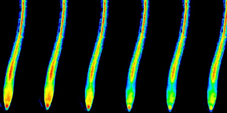 Kaliumkonzentration in den Wurzelzellen (Zytosol) unmittelbar nach Einsetzen des Kaliummangels (Zeitreihe v. l.). Darstellung in Falschfarben; rot (höchste Konzentration) &gt; gelb &gt; grün &gt; blau<address>© WWU - AG Kudla</address>