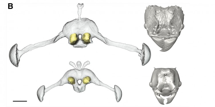 Three-dimensional surface reconstructions of the brains and head capsules of host species A. heyeri (top) and the socially parasitic species P. argentina. The ants&#039; olfactory lobes are marked in yellow.<address>© Lukas Schrader</address>