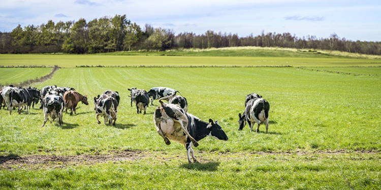 As happy as a cow in a meadow. In dairy farming, grazing is by no means a given.<address>© Adobe Stock</address>