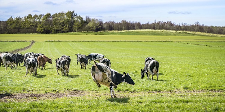Glücklich wie die Kuh auf der Weide – in der Milchwirtschaft ist Weidehaltung keine Selbstverständlichkeit.<address>© Adobe Stock</address>