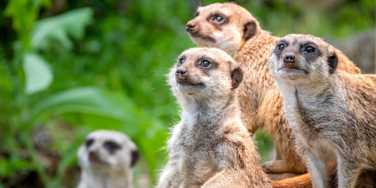 Wann geht es einem Tier &quot;gut&quot;? Darüber sprechen Wissenschaftlerinnen und Wissenschaftler bei einer Ringvorlesung.<address>© Pixabay</address>