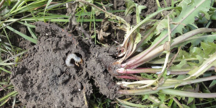 A cockchafer larva nibbles on the roots of its food plant dandelion.<address>© WWU - Meret Huber</address>