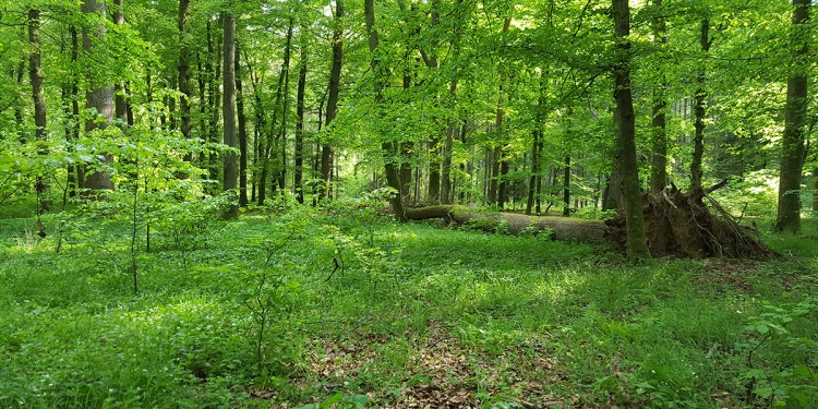 Buchenwald im Wildnisgebiet der Egge Vorberge.<address>© Michael Elmer</address>