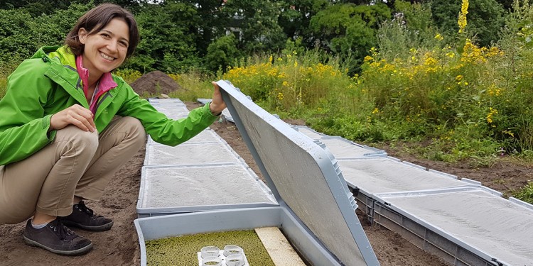 Dr. Meret Huber interessiert sich für die Frage, ob sich Teichlinsen auch ohne genetische Veränderungen an Stressfaktoren über Generationen hinweg anpassen können.<address>&copy; WWU - Christina Hoppenbrock</address>