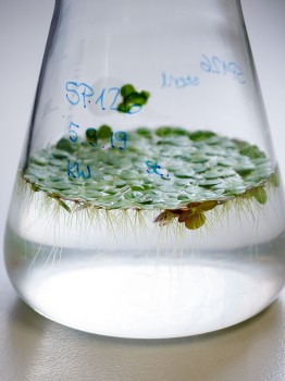 Duckweed in a glass vessel<address>&copy; MünsterView</address>