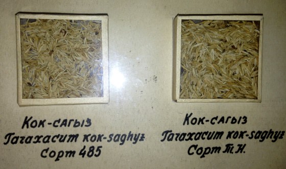 Die berühmte „Linie 485“ des Russischen Löwenzahns (l.) galt im Vergleich zu ihrer Wildform als besonders ertragreich. Beide werden bis heute in einer Vitrine im St. Petersburger Vavilov-Institut ausgestellt.<address>&copy; Dirk Prüfer</address>