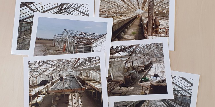 Fotos zeigen Gewächshäuser in Rajsko, nahe des KZ Auschwitz, in denen der Löwenzahn als Nutzpflanze optimiert werden sollte. Die Nationalsozialisten zwangen entführte Wissenschaftler, daran zu forschen.<address>&copy; Rose Smith (https://subcamps-auschwitz.org/auschwitz-subcamps/wirtschaftshof-raisko)</address>